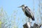 gray heront, Ardea cinerea, massive long-legged wading bird with long neck, curved beak sits on tree, migration birds of family