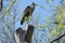 gray heront, Ardea cinerea, massive long-legged wading bird with long neck, curved beak sits on tree, migration birds of family