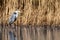 Gray heront, Ardea cinerea, massive long-legged wading bird with long neck, stalking prey in water, hunting frogs in thicket,