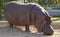 Gray hippo stands on sand and sniffing