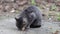 A gray homeless cat greedily eats a sausage