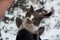 A gray homeless cat with a paw defect looks at the camera and wants to hug on a snowy yard