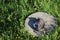 A gray homeless cat sleeping on a well cover