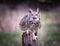 Gray Horned Owl