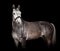 Gray horse against black background