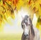 Gray horse on background of sunny autumn foliage