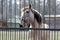 A gray horse behind the gate, biting the fence