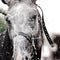 Gray horse being washed with hose in summer in stable