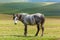Gray horse dapple