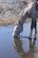 gray horse drinks water from a puddle