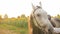 gray horse in a field at sunset, a head in slow motion. portrait of a stallion