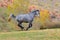 Gray horse galloping in field