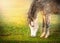 Gray horse graze on sun light on pasture