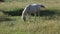 Gray horse is grazed in field with oats early in morning