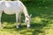 A gray horse grazes on a green meadow on a sunny day, chewing on fresh grass.