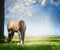 Gray horse grazes on summer or spring pasture against backdrop of beautiful blue sky with clouds