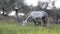 Gray horse grazing