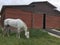 Gray horse grazing on lush spring grass in front of picturesque barn