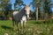 A gray horse grazing in a pasture on an early summer morning. Farming, breeding horses