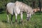 A gray horse grazing in a pasture on an early summer morning. Farming, breeding horses