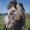 Gray horse head in profile