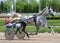 The gray horse Orlov trotter breed in motion