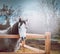 Gray horse on paddock wooden fence over spring nature background