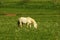 Gray horse on the pasture