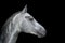 Gray Horse portrait close up isolated on black background