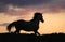 Gray horse running on hill on sunset