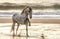Gray horse on the sea.