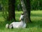 Gray horse sleeping on the green grass