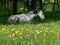 Gray horse sleeping on the green grass