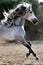 Gray horse- stallion with long manes