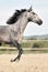 Gray horse- stallion with long manes