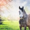 Gray horse stand looking at camera over spring nature background