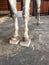 Gray horse standing on metron blocks before getting hoof x-rays