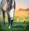 Gray horse on summer sunset pasture