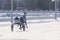 Gray Horse trotter breed in motion winter. Back view