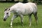 Gray Horse Walking