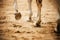 A gray horse walks through the arena, stepping with unshod hooves on the sand and kicking up dust with them. Horse riding