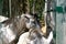 Gray horses in an aviary. They take food from visitors through the fence. Medium plan