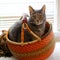 Gray house cat in an orange basket