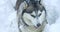 gray husky dog with multi-colored eyes in a snowdrift