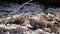 Gray iguana lizard on rocks