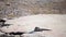 Gray iguana lizard on stones