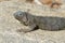 Gray Iguana with Long Talons Sitting on a Rock