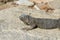 Gray Iguana Sunning and Resting on a Large Rock