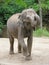 Gray indian baby elephant