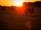 Gray Irish wolfhound looks at the rising sun